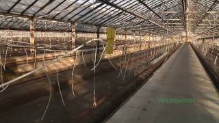 Vetoquinol Greenhouse Biosecurity Program for Vegetables [upl. by Hultgren]