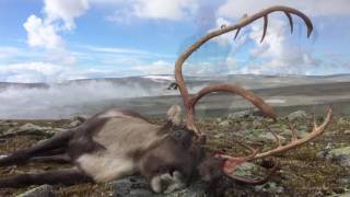 Reinsjakt bukkejakt Reinheimen Lesja 2016 Rein Reindeer Hunting Rangifer Tarandus Tarandus [upl. by Tihom]