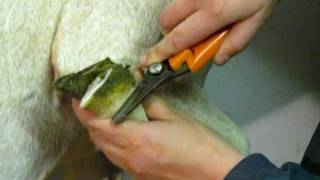 How to Trim Goat Hooves  The GoatMentor [upl. by Treve]