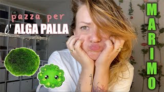 ADOTTARE E CURARE I MARIMO  VLOG [upl. by Joline]