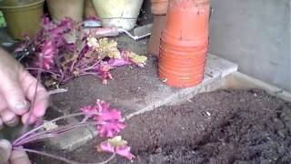 Propagating Heucheras from old plants [upl. by Devaney]