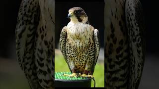 The Fastest Animal on Earth Discover the Peregrine Falcons Supersonic Speed [upl. by Pero]