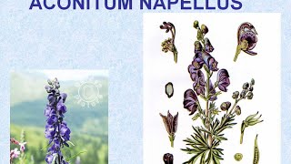 ACONITUM  ΑΝΤΙΜΕΤΩΠΙΣΗ ΟΞΕΩΝ ΚΑΤΑΣΤΑΣΕΩΝ ΜΕ ΟΜΟΙΟΠΑΘΗΤΙΚΗ [upl. by Berty]