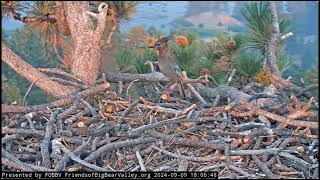 Stellar Jay Visits Big Bear Bald Eagle Nest [upl. by Eimilb]