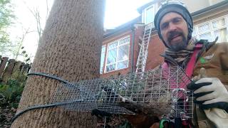 Flying Squirrels Released from Excluder Trap [upl. by Melc465]