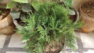 How To Grow amp Care Morpankhi  Thuja Plant in Pots  The Right Gardening [upl. by Reitman727]