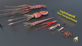 Cephalopods Size Comparison  3D Animation animation animals [upl. by Htebsle]