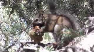 Squirrel Gnawing on Pinecone [upl. by Mloc]