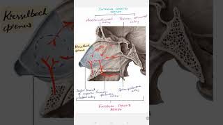 Littles area  kiesselbachs plexus medical [upl. by Muscolo]