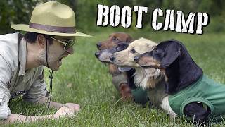 Wiener Dogs at BOOT CAMP  Will they make it or break it [upl. by Nwahs]