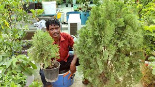 Thuja plant grow from cutting at home [upl. by Nitsirk]