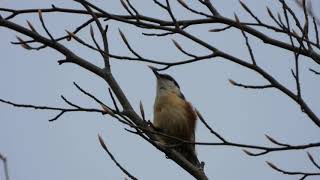 Nuthatch call [upl. by Einwat863]