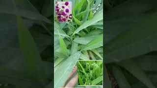 Bejanti plants 🌷🌷🌷🌿gomphrena garden confuse create [upl. by Dlaregztif]