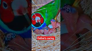 Gouldian finch breeding and chicks care [upl. by Haden]