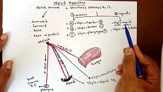 Styloid Apparatus ✍️ By Ahmed Belhaj [upl. by Alletniuq821]