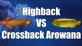 Highback VS Crossback Arowana COMPARISON arowana arowanas predatorfish [upl. by Scarface441]