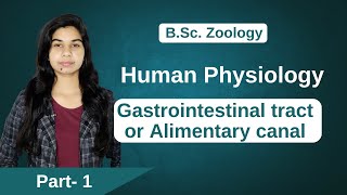 Human Physiology  Gastrointestinal tract or Alimentary canal  B Sc amp M Sc [upl. by Ayikan]