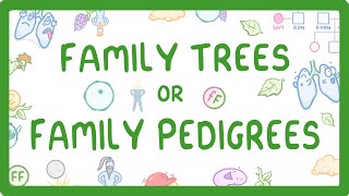 GCSE Biology  Family Trees  Family Pedigrees 74 [upl. by Braun]