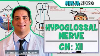 Neurology  Hypoglossal Nerve Cranial Nerve XII [upl. by Leinoto87]