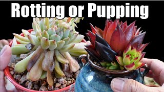 Some Succulent ROT are NOT  Growing Succulents with LizKreate [upl. by Ardnuek]