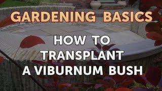 How to Transplant a Viburnum Bush [upl. by Etheline]