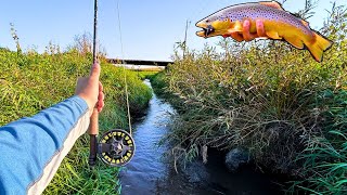 Fly Fishing TINY Creek for Nice Brown trout [upl. by Weide57]