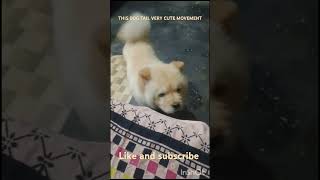 This dog tail very cute movement  chowchow devrajsvlog [upl. by Dulciana]