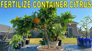 Complete Guide To FERTILIZING CITRUS TREES In Containers [upl. by Neersan810]