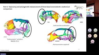 Ontogeny phylogeny and taxonomy of Permian therapsids CTscan and Bayesian inference of phylogeny [upl. by Montana]