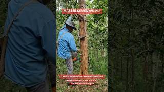 Master kemenyan nature hutan kemenyan generasihutanadat rohapenjelajah fyp viralvideo [upl. by Atiuqal]