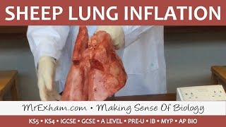 Real sheep lung inflation  GCSEA LevelIB Biology [upl. by Aryn]