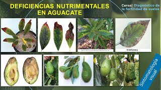 🥑🍂Deficiencias Nutrimentales en Aguacate [upl. by Nola]