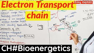 Electron Transport Chain class 11  ETC  Aerobic Respiration [upl. by Thackeray9]