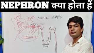 nephron structure and functionkya hota haikaise kaam karta hai  nephron diagram [upl. by Sothena]