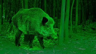 Moonlit monster Hunting giant wild boar in Scotland [upl. by Dorothee]