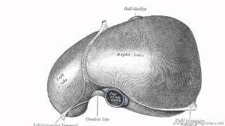 Peritoneal Cavity  Part 2  Ligaments of the Liver  Anatomy Tutorial [upl. by Rovaert]