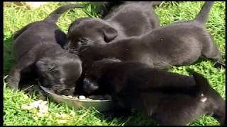 MODERN GUNDOG TRAINING LABRADOR RETRIEVER PART 1 [upl. by Ekard]