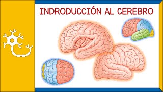 Hemisferios cerebrales y sus funciones D [upl. by Meingolda600]