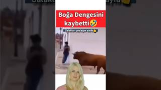 Boğa dengesini kaybetti ortaya komik görüntüler çıktı Ne olduğunu anlayamadı tekrar ayağa kalktı😝 [upl. by Ddet717]