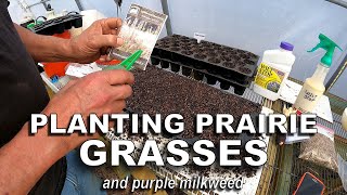 Starting the 2021 Prairie Grass Seeds and Purple Milkweed [upl. by Isak950]