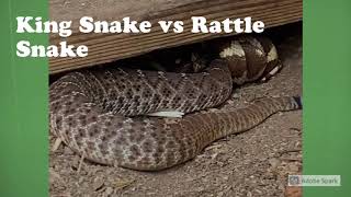 California King Snake VS Western Rattle Snake [upl. by Cornie916]