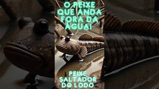 O Peixe que Anda Fora da Água 🐟🚶‍♂️ [upl. by Atsed769]