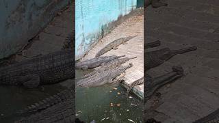 Gharial  घड़ियाल crocodile Reptiles large giant gharial crocodile crocodiles reptiles reptile [upl. by Ahseila]