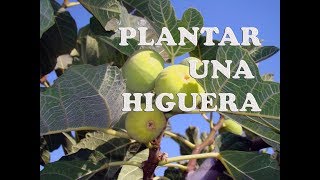 COMO PLANTAR UNA HIGUERA  EXITO ASEGURADO  La Horteta De Bussy [upl. by Aikemaj]