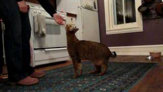 Clive F1 chausie cat doing tricks [upl. by Leitman]