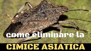 Cimice asiatica come combatterla [upl. by Lavona]