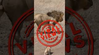 The Lion Song lions youtubeshorts shorts [upl. by Eilrac448]