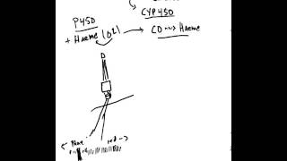 What are Cytochrome P 450 Enzymes [upl. by Vernon]