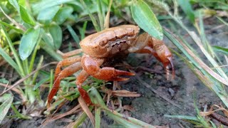 baby crab in the rice field [upl. by Sitoeht]