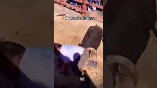 🔥 TREMENDA PALIZA que le da este TORO BRAVO shorts [upl. by Attevad]